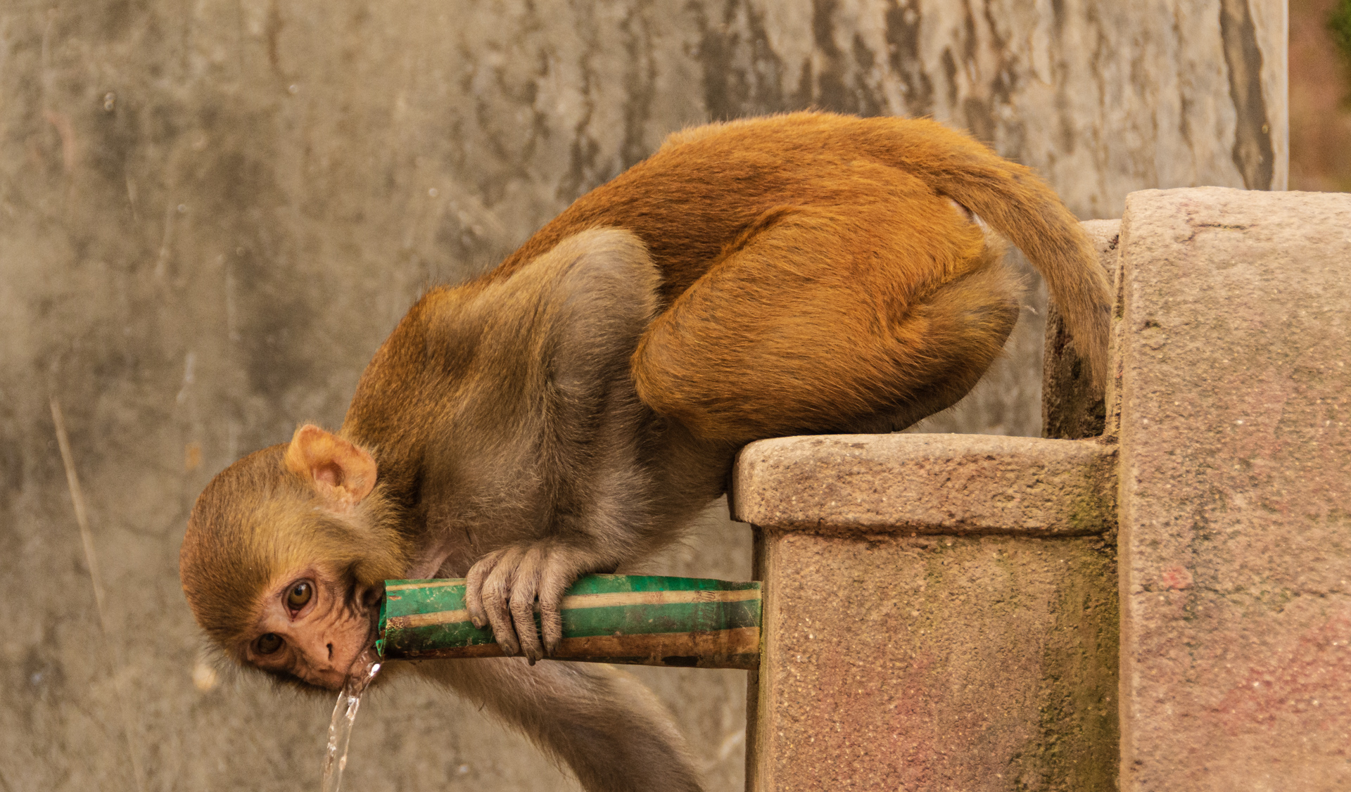 Kathmandu Pashupatinath Temple